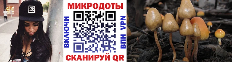 Галлюциногенные грибы Cubensis  Тосно 